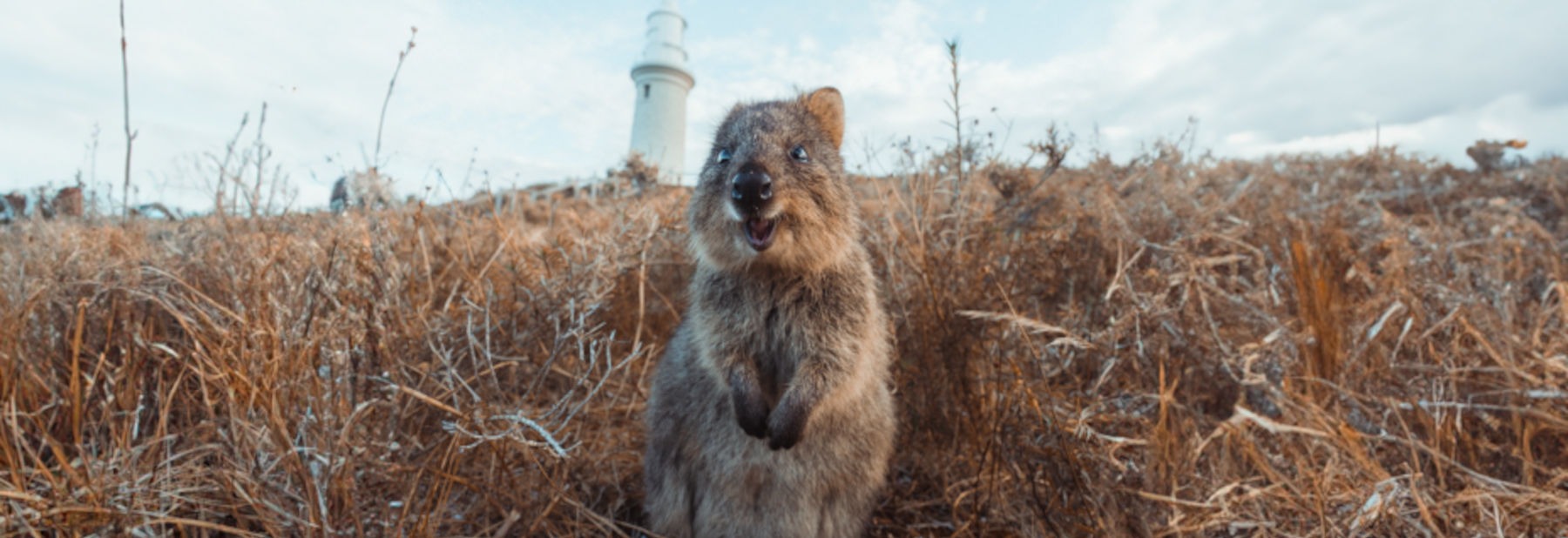 Perth & Rottnest Adventure